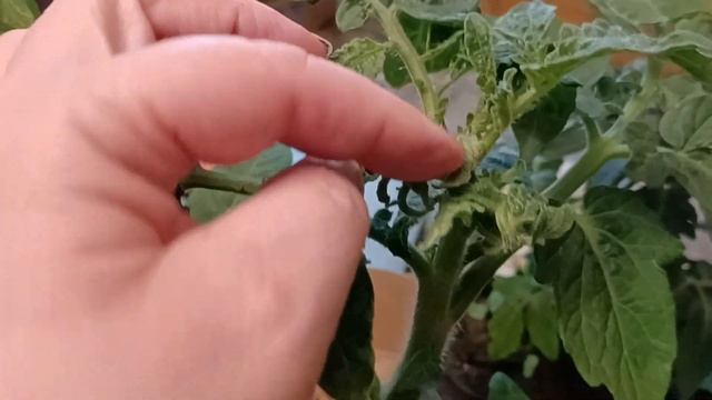 25 апреля 2023 г.Огород на балконе, закупили рассаду 🍅 🥒 смотреть онлайн