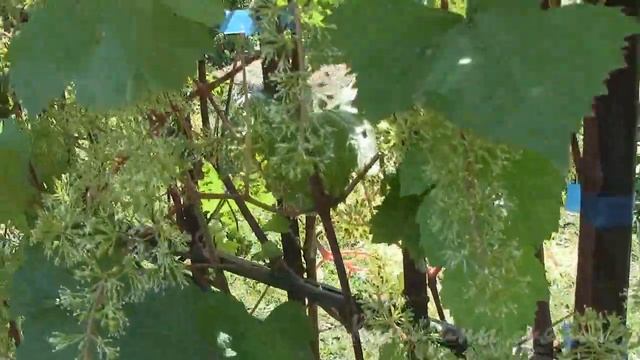 НАЧАЛО ЦВЕТЕНИЯ ВИНОГРАДА смотреть онлайн