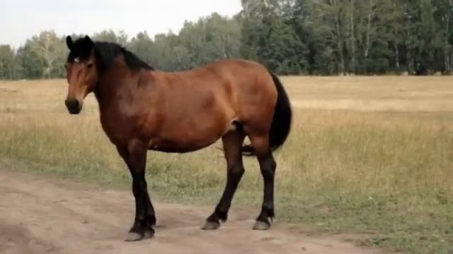 Хорошо в краю родном... смотреть онлайн