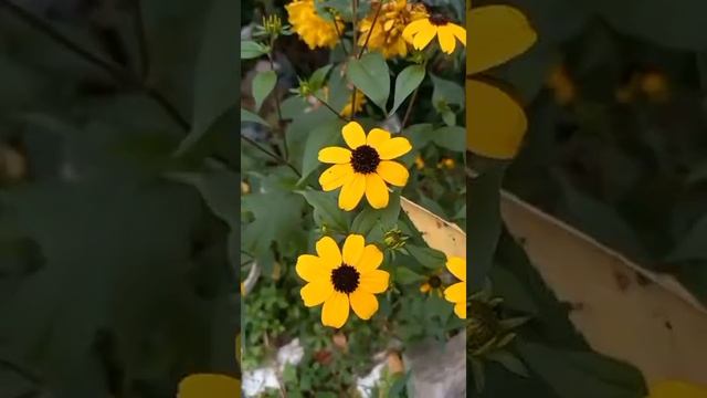 Крым... Судак... Пикник... Почему так... ~ как-то так... смотреть онлайн