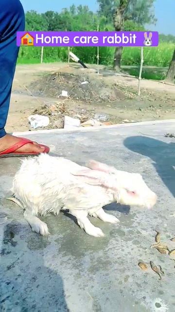 🏠 Home Care Rabbit🐇👌🏆Rabbit Lover❤#shorts#rabbit#rabbitscare#home#trending#video#viral 🔥💔💞