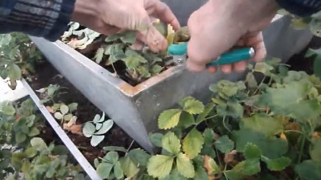 Садовая земляника . смотреть онлайн