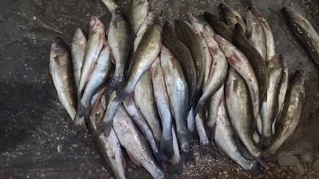 ЧИНОЗ БАЛИК БОЗОРИДА САЗАН БАЛИГИ 🐟🐟🐟🐟🐟🐟💯