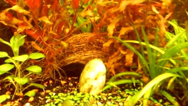 Apistogramma trifasciata and inka смотреть онлайн