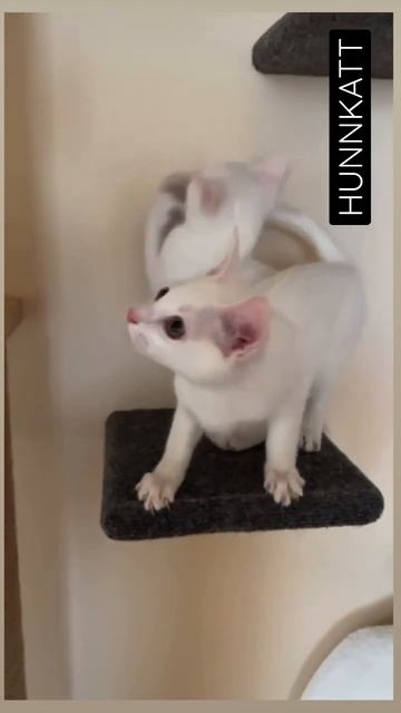 Кто такие котята Кхао Мани смотреть онлайн
