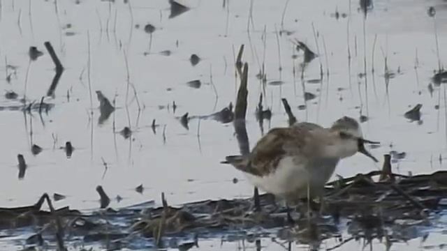 Little Stint - showing it's distal rhynchokinesis. смотреть онлайн