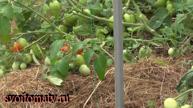 Не все потеряно! Урожай на пасынках смотреть онлайн