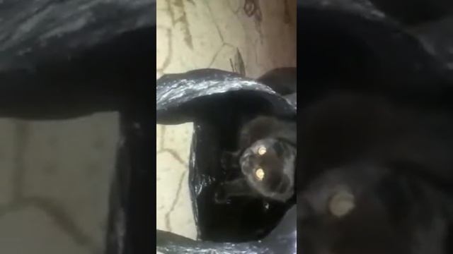 Это не просто котэ, это моя жизнь. #Бэкки смотреть онлайн
