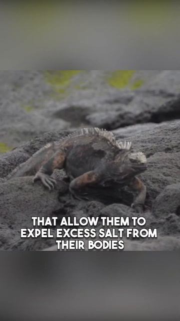 The Unusual Lizard That Can Swim: Meet The Marine Iguana #shorts #MarineIguanas