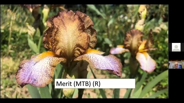 Iris blooms throughout the Season with Terry Aitken, Owner Aitken’s Salmon Creek Garden смотреть онлайн