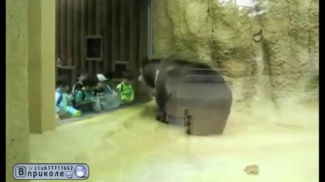 Медведь манипулирует детьми=) смотреть онлайн