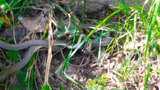 Yılan kertenkele mücadelesi/ Yılan kertenkeleyi yiyor/ Snake lizard fight / Snake eats lizard смотреть онлайн