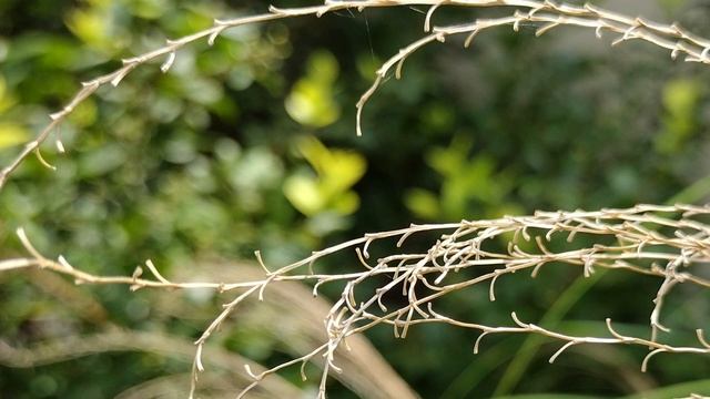 Moto G Stylus 5G Camera Review!