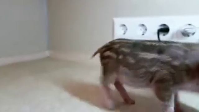 💝Шармель💝😚🐽Минипиги, минипиг, микропиги, микропиг, minipig, micropig, "Рязанская Диковинка" смотреть онлайн