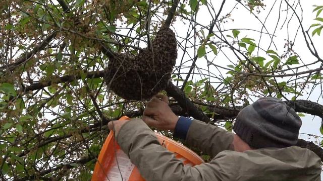 снятие Роя с дерева в а.г. Колодищи смотреть онлайн