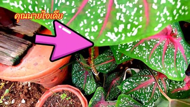 คุณนายตื่นสายวิธีใส่ปุ๋ยชูรสให้ออกดอกตรึมเต็มสวน смотреть онлайн