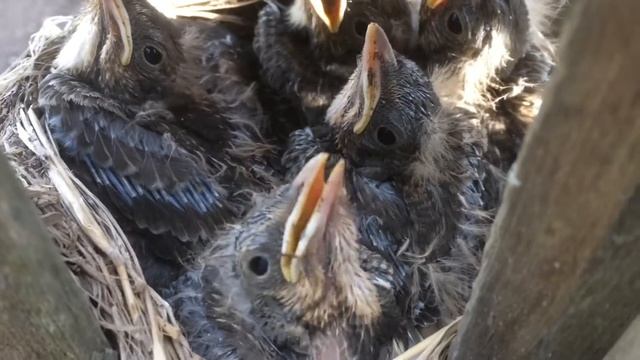 Птенцы дрозда в гнезде смотреть онлайн