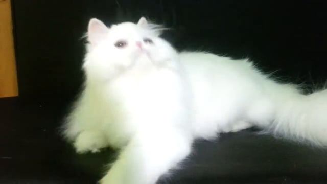 Cynder ANGELA, CEW Persian Girl