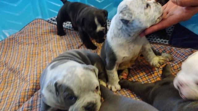 Mission Minibull puppies available ( sold thanks everyone) смотреть онлайн