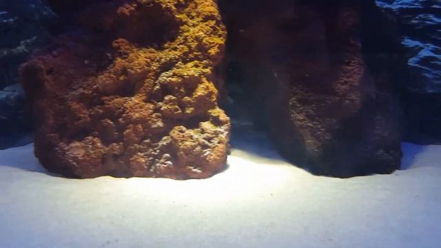 Мои цихлиды. смотреть онлайн