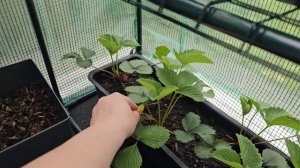 КОМНАТНЫЕ РАСТЕНИЯ ТЕПЛИЦА #влог #цветы #nature #обзор #plants #