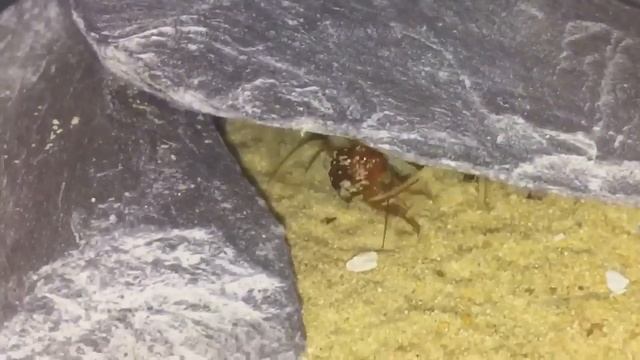 DWA 🦂 Scorpion Feeding смотреть онлайн