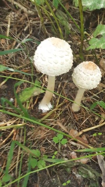 #грибы#россия#лес#сосны