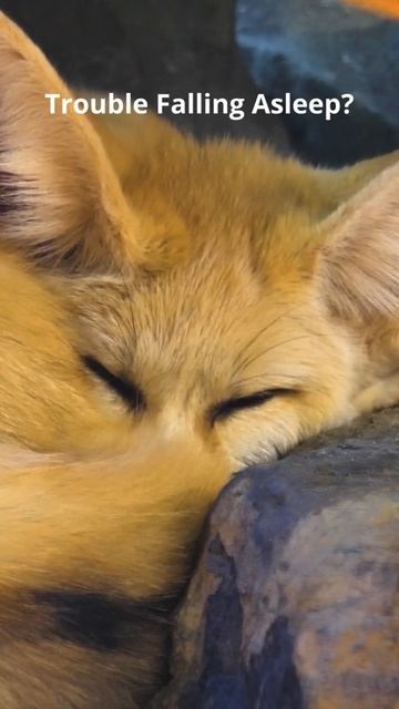 Sleep Aid #shorts смотреть онлайн