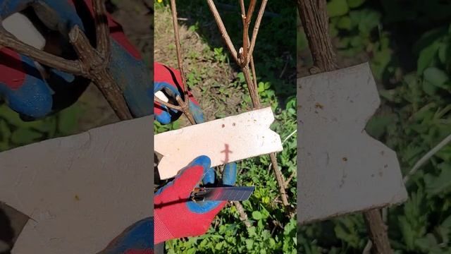 исправляем форму молодого куста смотреть онлайн