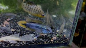Апистограмма Агассица / Apistogramma agassizii #карликовыецихлиды #Apistogrammaagassizii #Агассица