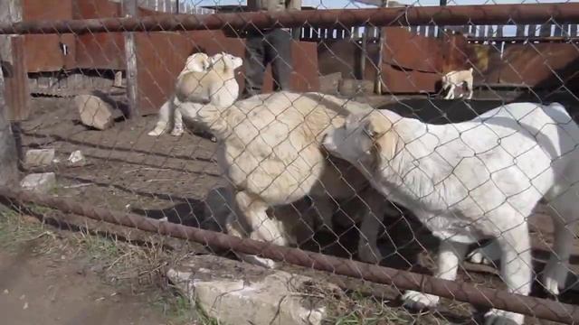 щенки от Чепас Кеннел Реги и Туркмен Кала Райдаш смотреть онлайн