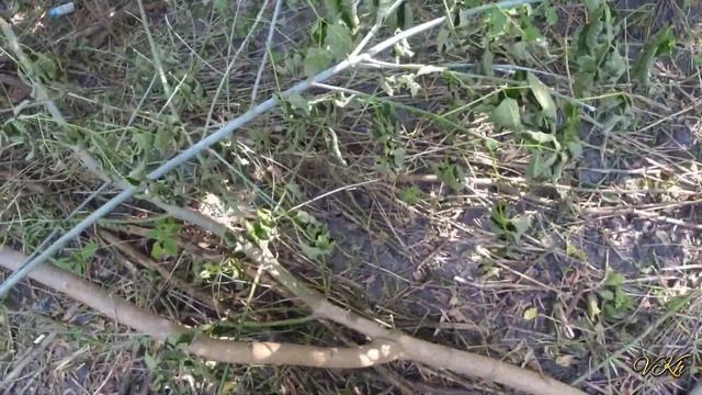 Заготовка дров. Звільняємо від гілок кабель інтернету. Мачете Fiskars xa3 woodxpert смотреть онлайн