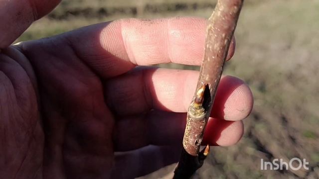 Начинаем первые апрельские прививки делать. смотреть онлайн