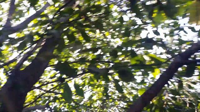 ПРопали осы смотреть онлайн