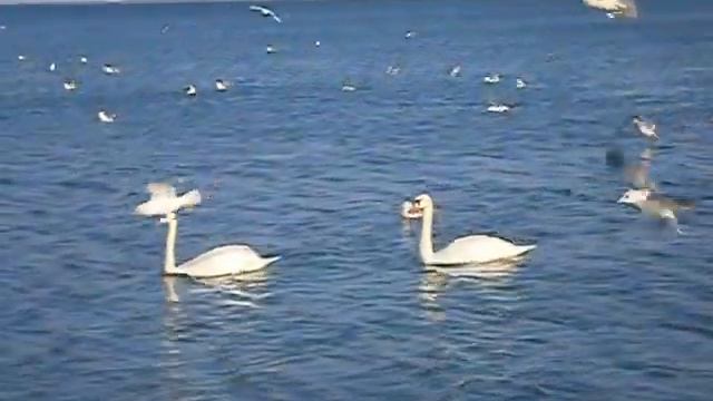 Лебеди на море смотреть онлайн