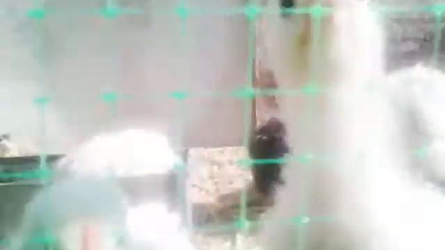 Пропойка цыплят.Цыплята породы доминанты .