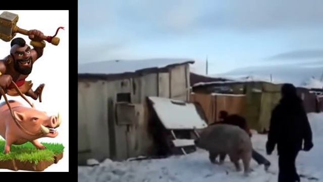 всадник на кабане🤣🤣🤣