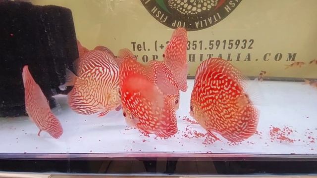 sg discus 10 cm 45 euro. Info WhatsApp 351 591 5932 смотреть онлайн