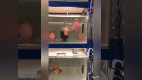 kristall-discus Почему перевернуло дискуса?