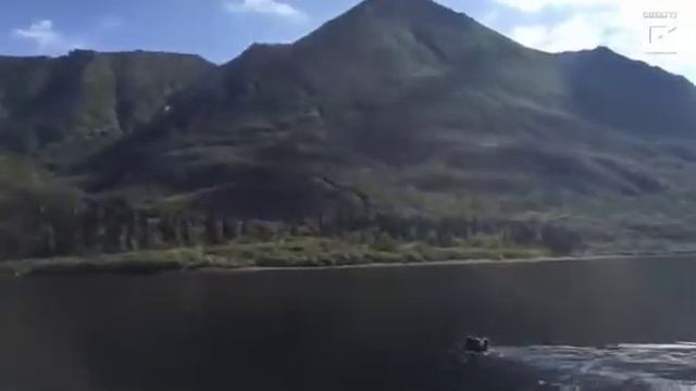 Как медведица с медвежатами переплывает реку смотреть онлайн