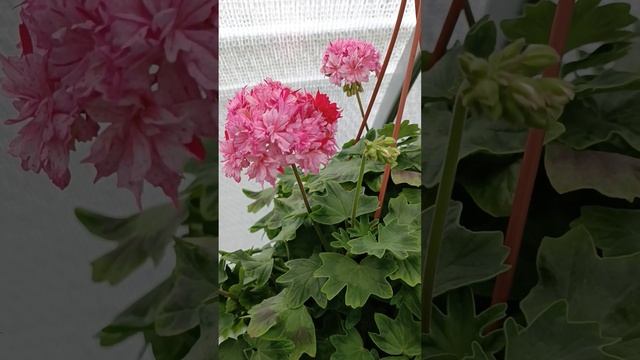 Пеларгония 'Richard Hodgson' (Ричард Хадсон)