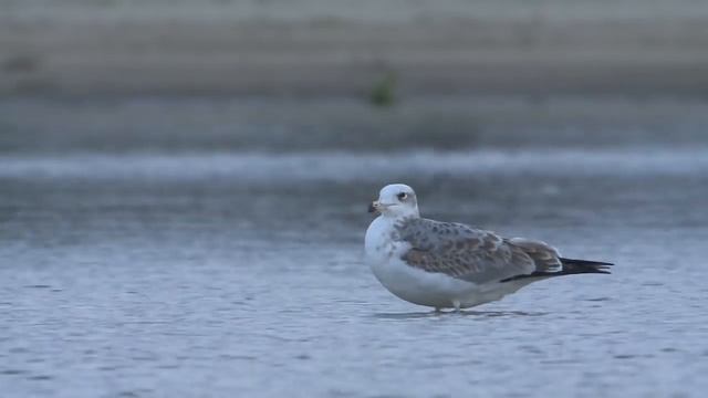 Orlica Larus ichthyaetus/Pallas's Gull w Kaliszanach смотреть онлайн