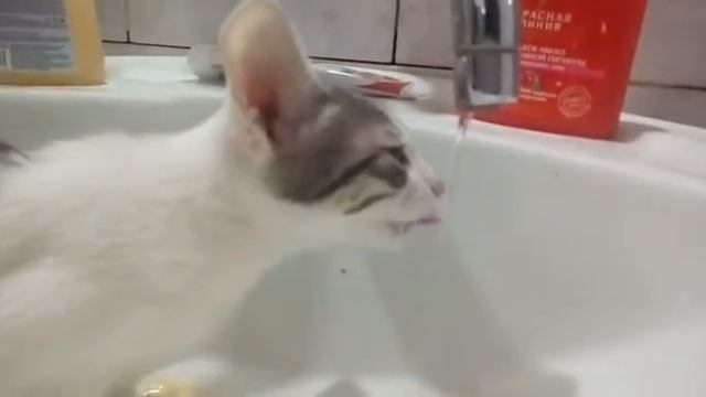 Вода из крана вкусней чем  в миске