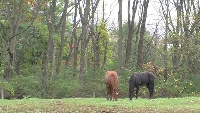 ScienceCast: Origins of the Endangered Przewalski's Horse смотреть онлайн