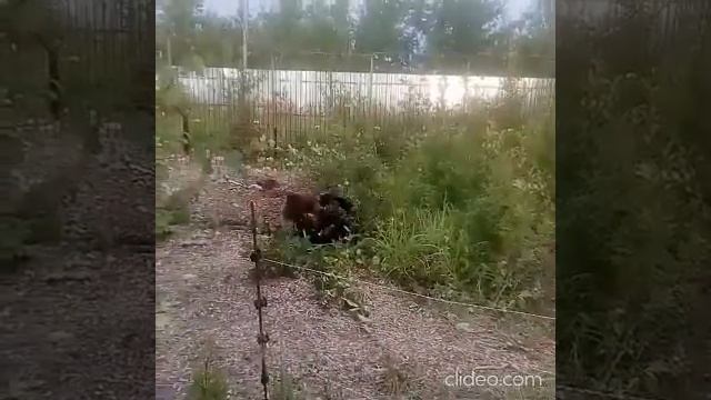 догадайтесь с трех раз кто на видео.