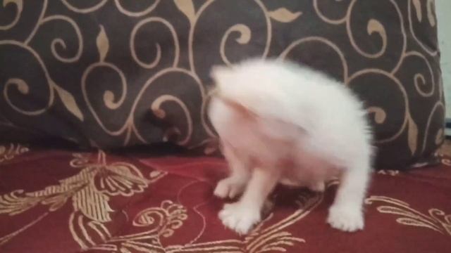 Adorable little kitten nibbles on my finger || cute little kitten meowing смотреть онлайн