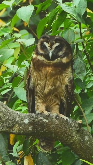 Brown Wood Owl  @owlcity @owlsonics