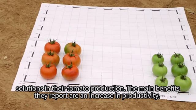 Farmer Stories - Group Perichán - Tomato Grower in Spain смотреть онлайн