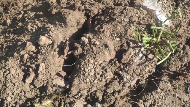 Батат 2023 поздние сорта Египетский, Мексиканский, Пурпл