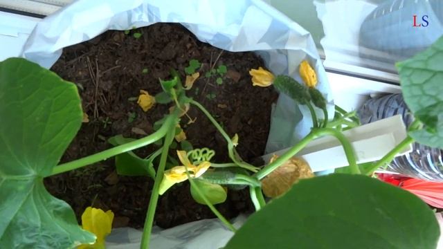 Удачный опыт!!! Огурцы на подоконнике!!! смотреть онлайн